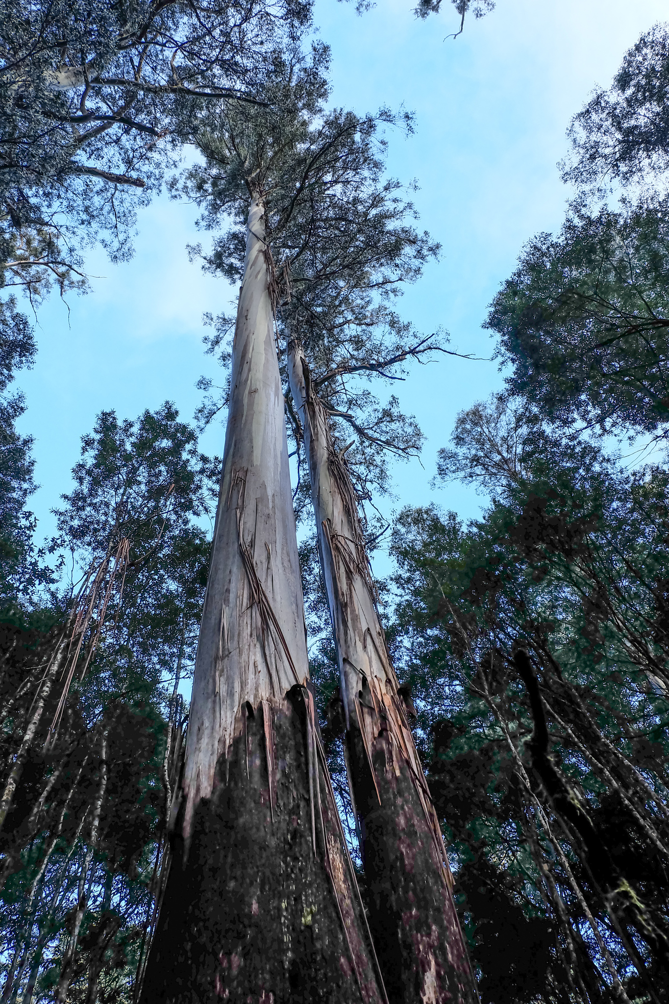 Eucalyptus regnans