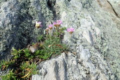 Armeria maritima maritima