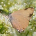 Gold-hunter's Hairstreak - Photo (c) billbeck001, some rights reserved (CC BY-NC)