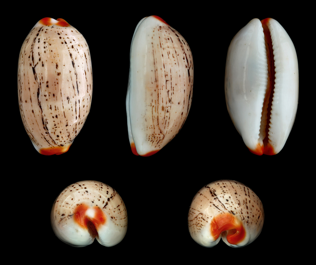 dirty-yellow cowrie