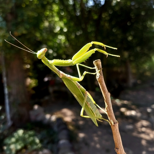 Giant Asian Mantis (Hierodula tenuidentata) photo 3