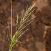 Leptochloa panicea brachiata - Photo Ningún derecho reservado
