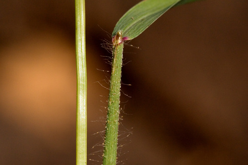Dinebra panicea