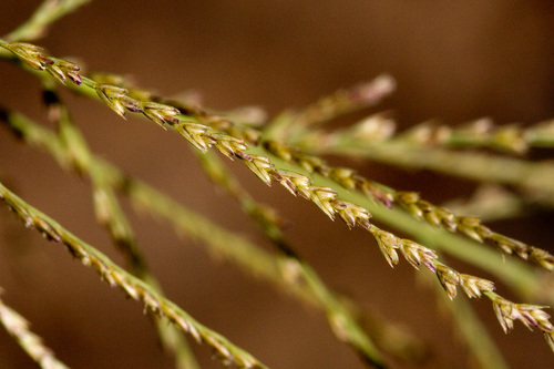 Dinebra panicea