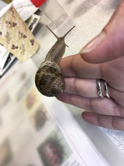 Cornu aspersum