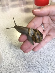 Cornu aspersum