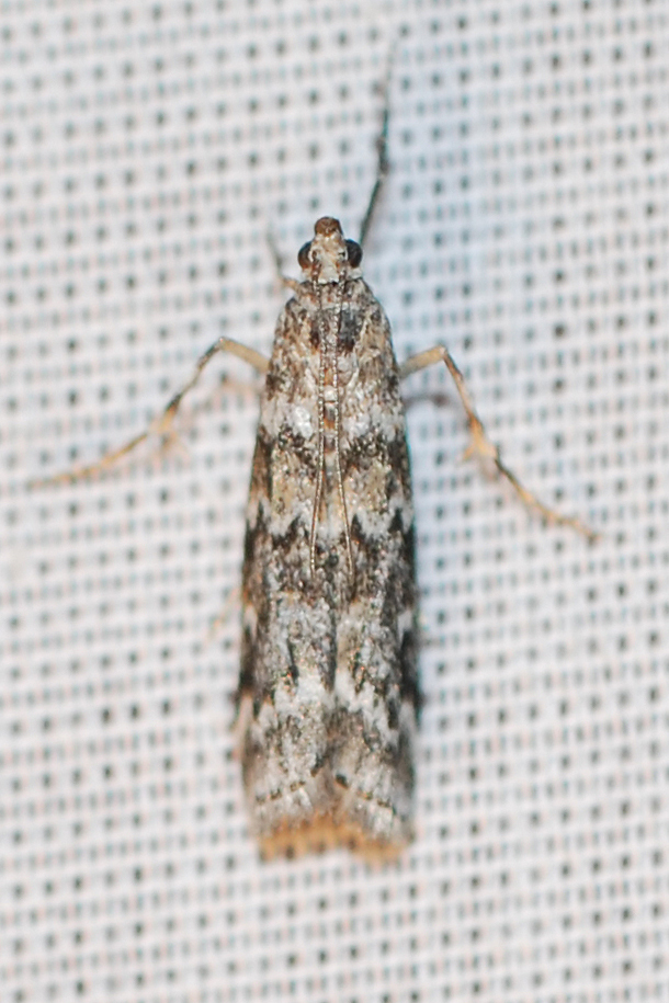 Dioryctria schuetzeella