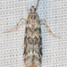 Spruce Coneworm Moth - Photo (c) Larry Clarfeld, some rights reserved (CC BY-NC), uploaded by Larry Clarfeld