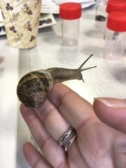 Cornu aspersum