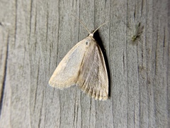 Protodeltote albidula