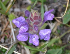 Scutellaria alpina