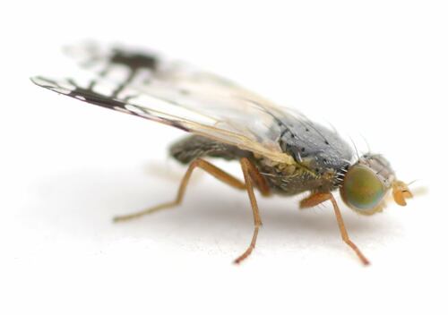 Signate Fruit Fly