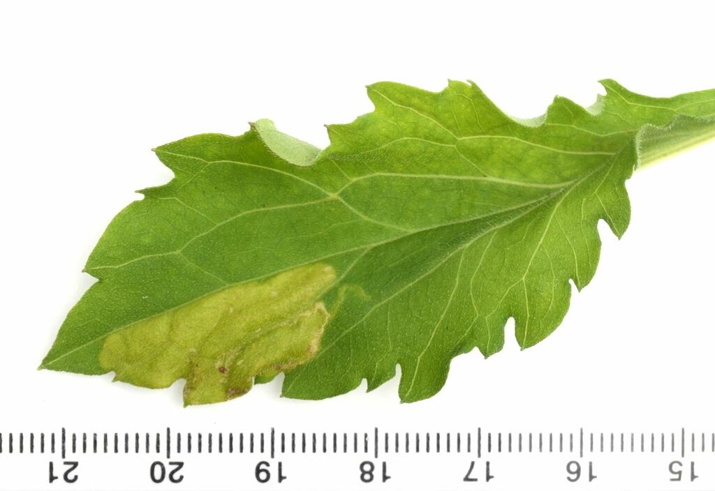 Parectopa plantaginisella