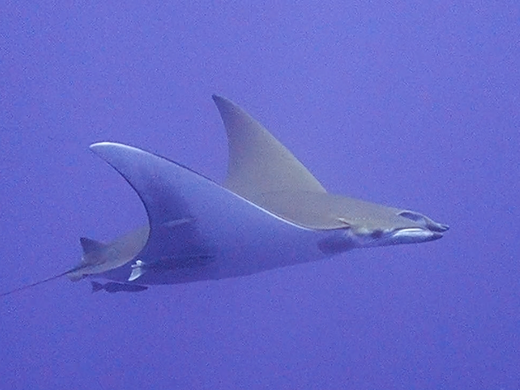 Sicklefin devil ray swimming in open blue water