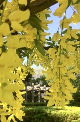 Laburnum anagyroides