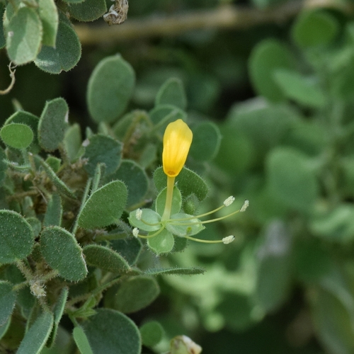 Cadaba glandulosa