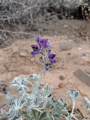Lupinus niveus