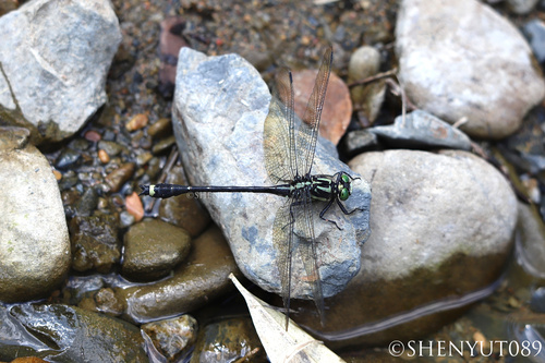 Asiagomphus pacificus