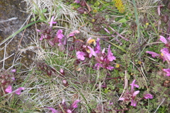Bombus muscorum