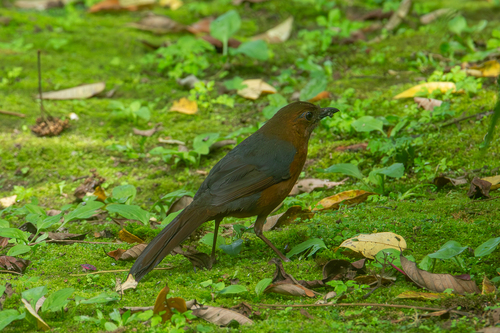Geomalia (Zoothera heinrichi), photo 3