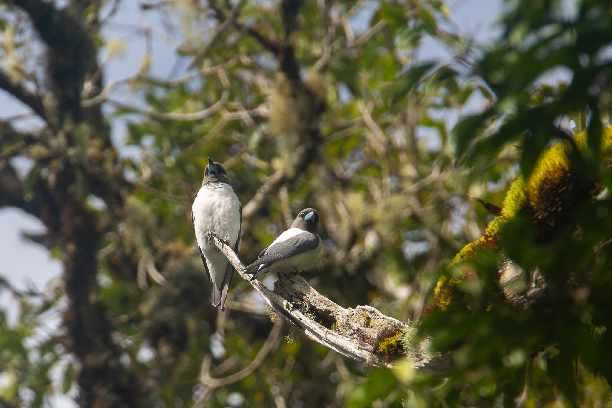 Ivory-backed Woodswallow illustration