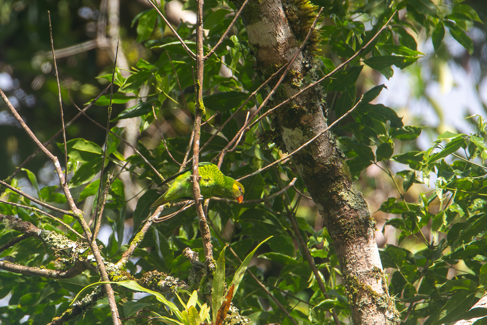 Yellow-cheeked Lorikeet illustration