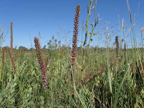 Image of Liatris lancifolia by (c) Jared Shorma, some rights reserved (CC BY)
