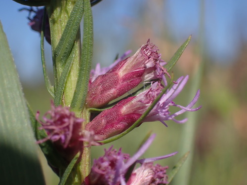 Image of Liatris lancifolia by (c) Jared Shorma, some rights reserved (CC BY)