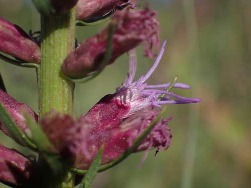 Image of Liatris lancifolia by (c) Jared Shorma, some rights reserved (CC BY)