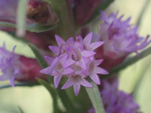 Image of Liatris lancifolia by (c) Jared Shorma, some rights reserved (CC BY)