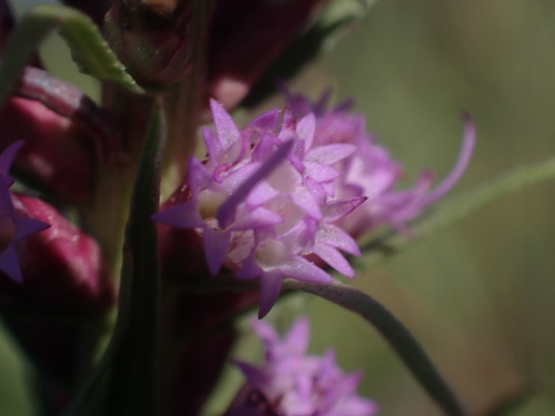 Image of Liatris lancifolia by (c) Jared Shorma, some rights reserved (CC BY)