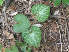Asarum hartwegii