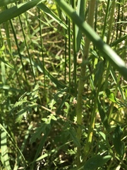 Phacelia tanacetifolia