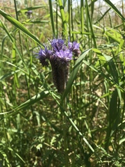 Phacelia tanacetifolia