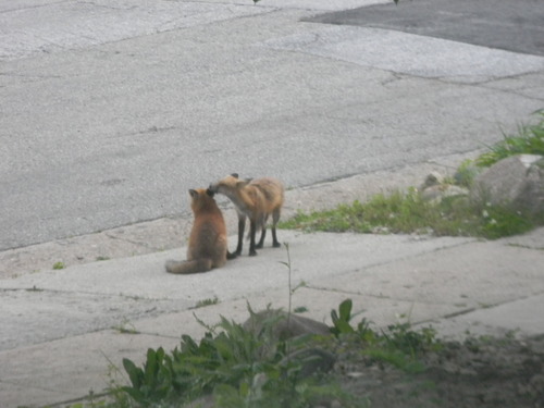 Red Fox photographed in Iowa