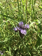Phacelia tanacetifolia