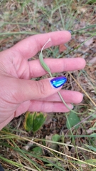 Field Oxytropis (Oxytropis campestris)
