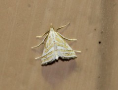 Leptosteges parthenialis
