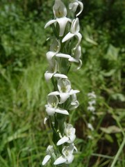 Platanthera dilatata leucostachys