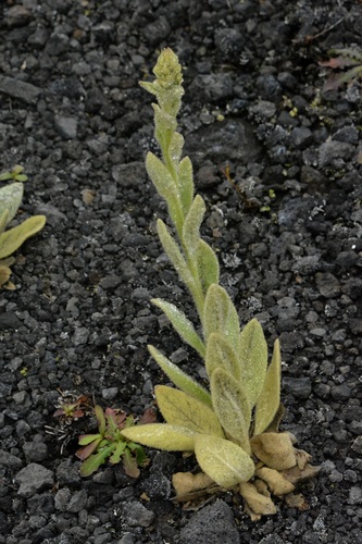 Verbascum thapsus observed 2024-08-26