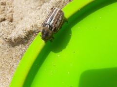 Anoxia australis