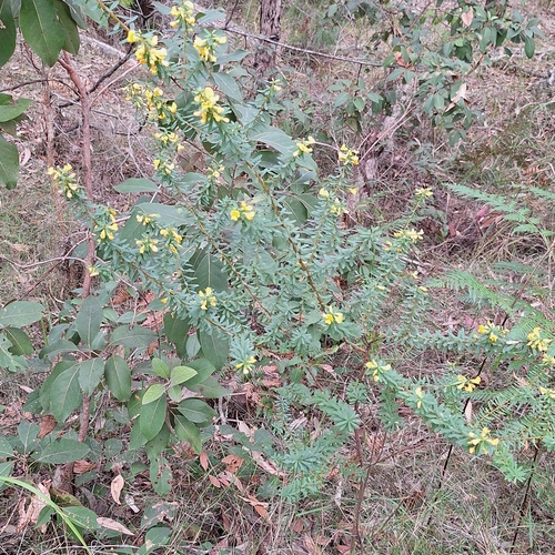 Image of Pultenaea flexilis by (c) Greg Tasney, some rights reserved (CC BY-SA)