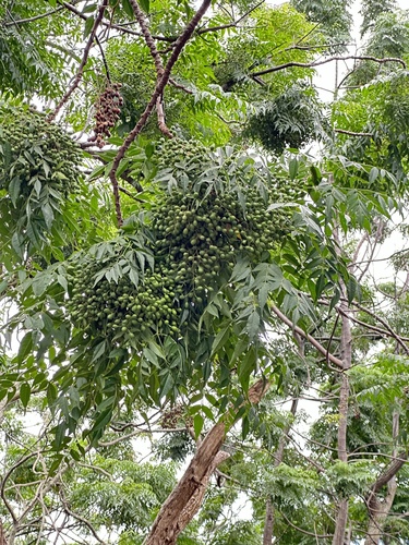 Azadirachta indica, 2024-08-23