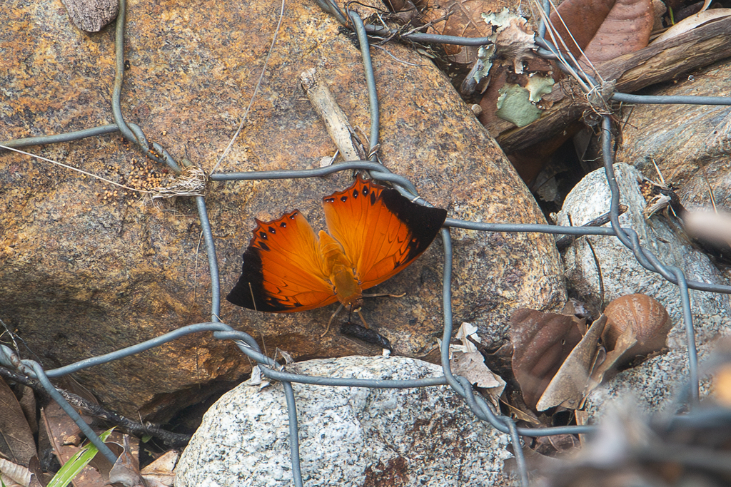 Charaxes affinis
