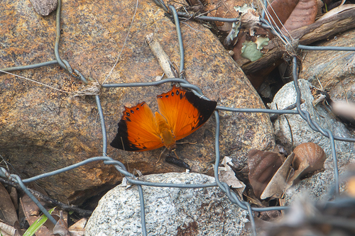 Charaxes affinis