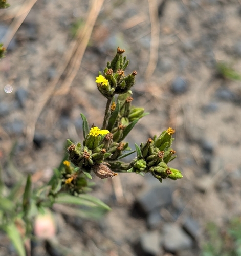 Image of Madia glomerata by (c) Dominic Gentilcore, some rights reserved (CC BY)