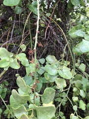 Cryptocarpus pyriformis