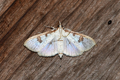 Palpita illibalis