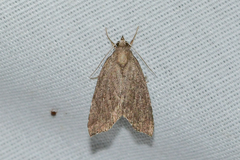 Cutina albopunctella