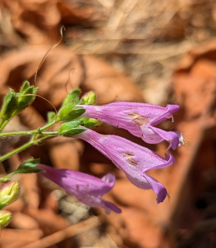 Image of Richardson's Beardtongue (Penstemon richardsonii) by (c) Dominic Gentilcore, some rights reserved (CC BY)